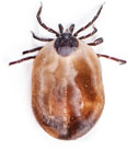Ticks